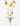 Gerbera Stem