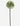 Allium Stem