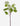 Snowdrop Stem