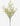 Myrtle Stem