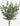 Eucalyptus Stem