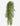 Sedum Stem